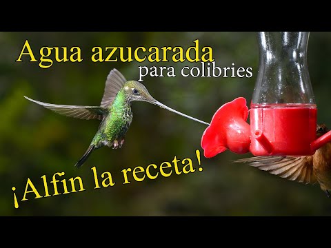 5 15 Mb Como Preparar Nectar Para Colibries Facil Y Economico Download Lagu Mp3 Gratis Mp3 Dragon