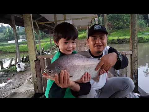 Your browser can't play this video. Bocil Strike Bawal Babon Gak Ada Capeknya Lagu Mp3 Mp3 Dragon