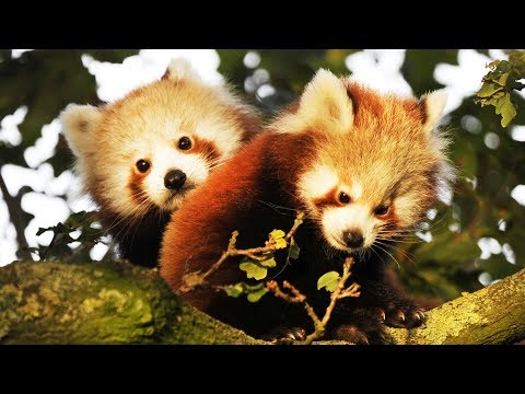 Ca Va Pas Regarde Ce Bebe Panda Roux Zapping Sauvage Lagu Mp3 Mp3 Dragon