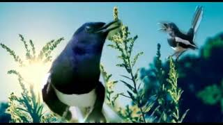 Download Suara Terapi Kacer Dipagi Hari Lagu Mp3 Mp4 Stafaband Suara burung kacer memang sangat nikmat untuk didengarkan. download suara terapi kacer dipagi hari