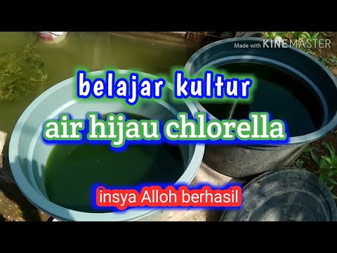 Menurutnya, apabila ingin mengkultur, maka lakukanlah dengan membuat pola tanam. Cara Mudah Kultur Air Hijau Chlorella Untuk Pakan Kutu Air Tanpa Stater Di Jamin Lagu Mp3 Mp3 Dragon