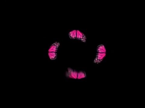 Download Hologram Butterfly Lagu Mp3 Mp3 Dragon