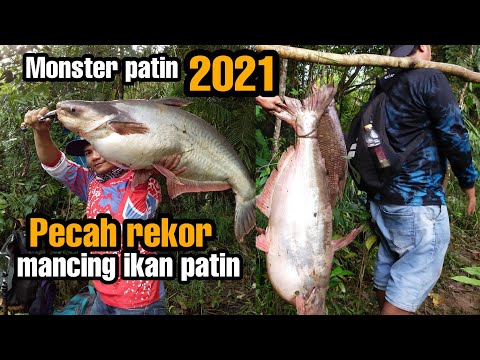 Mancing Ikan Patin Babon Di Alam Liar Dua Kali Putus Lagu Mp3 Mp3 Dragon