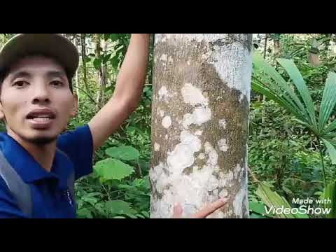 Pohon gaharu dapat tumbuh mencapai ketinggian 40 meter dengan diameter 40 hingga 60 cm dan memiliki daun yang lancip atau meruncing . Ciri Ciri Terpenting Untuk Mengenal Gaharu Liar Dihutan