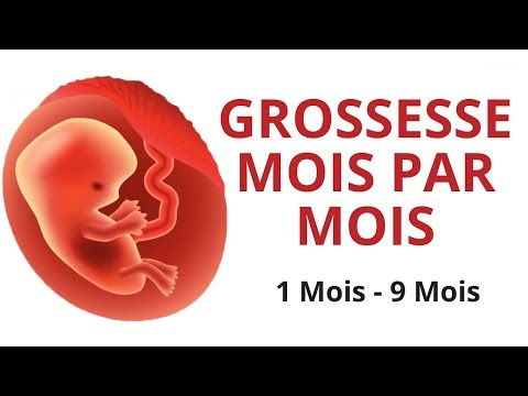 L Evolution Du Foetus Mois Par Mois Lagu Mp3 Mp3 Dragon