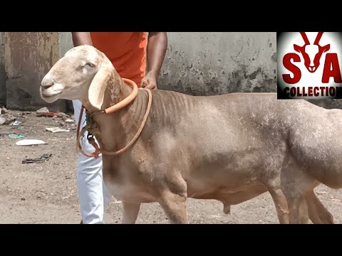 Dumba Farming In Kolkata Lagu Mp3 Mp3 Dragon