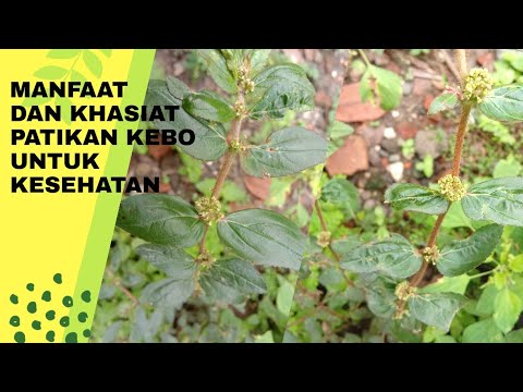 Daun Kapal Terbang