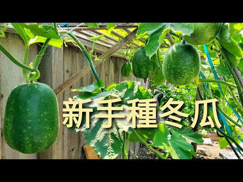 7 32 Mb 初秋 冬瓜生長旺 怎樣種冬瓜 Early Autumn Winter Melons Grow Vigorously How To Grow Winter Melon Download Lagu Mp3 Gratis Mp3 Dragon
