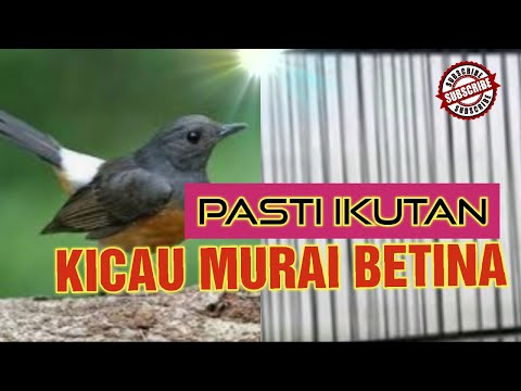 Mulut Murai Tempayan Full Movie
