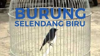 Suara Burung Selendang Biru Betina Mp3 Video Mp4 3gp