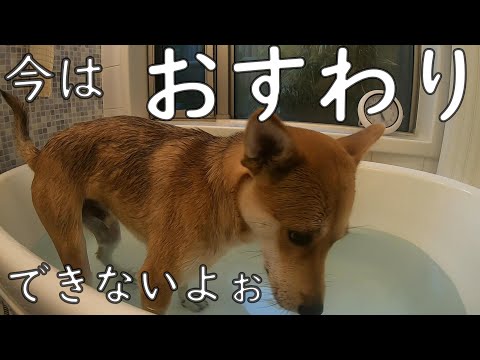10 31 Mb Doggyboxからプレゼントをいただきました Download Lagu Mp3 Gratis Mp3 Dragon