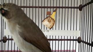 Opior Paruh Tebal Gacor Seharian Video Non Edit Non Jeda