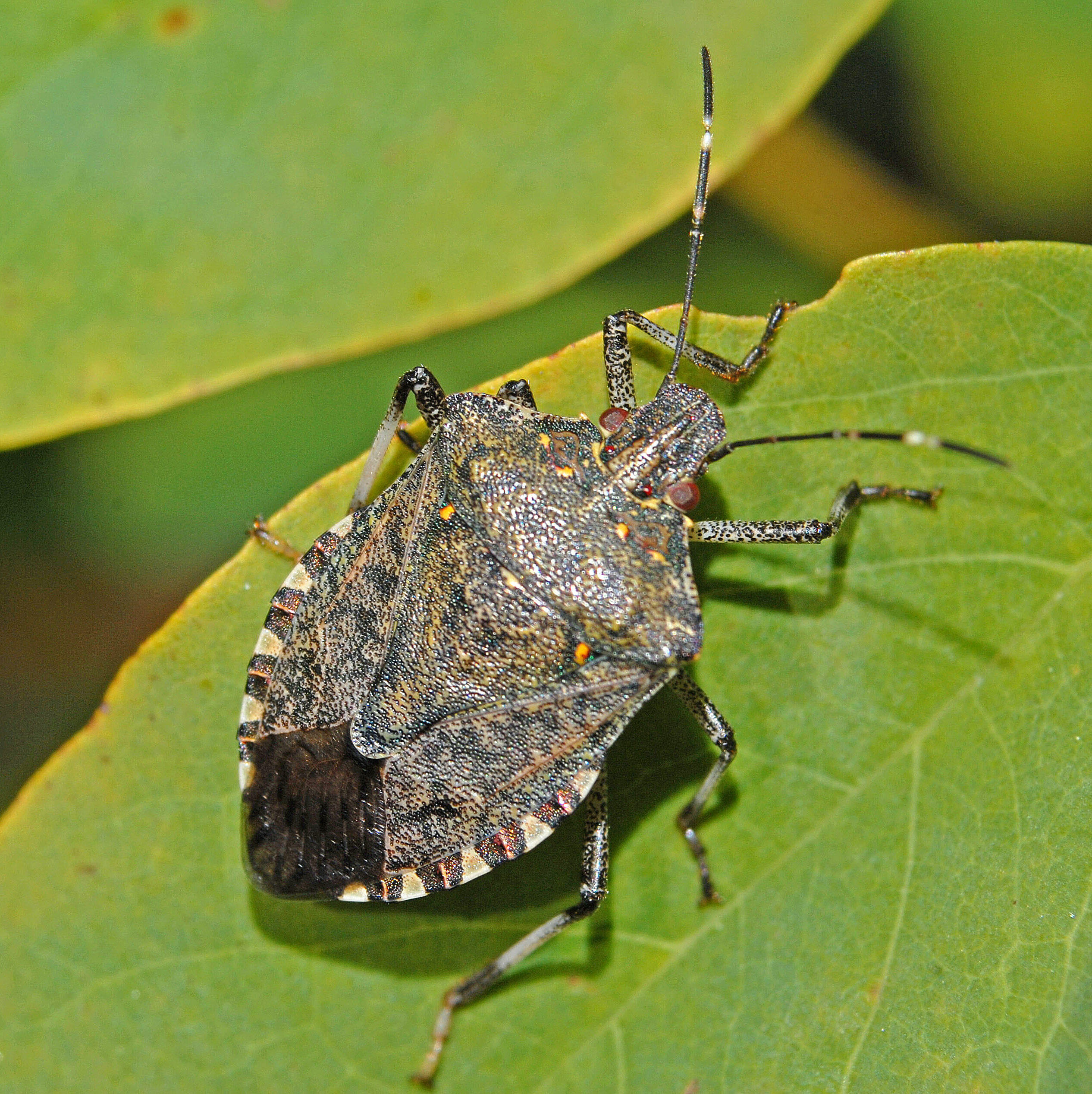 Invasive Stink Bug Discovered in Nevada County
