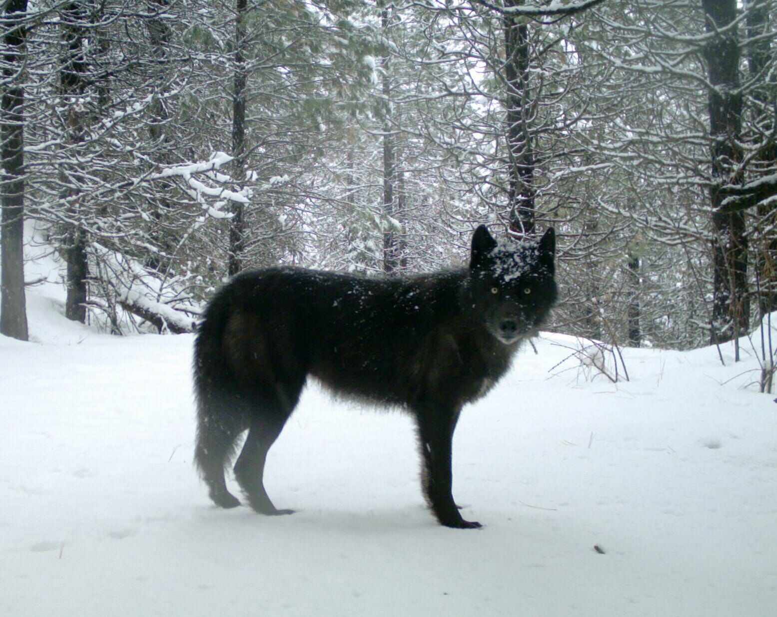 Reward Increased to 7,500 for Info on Killing of Endangered California