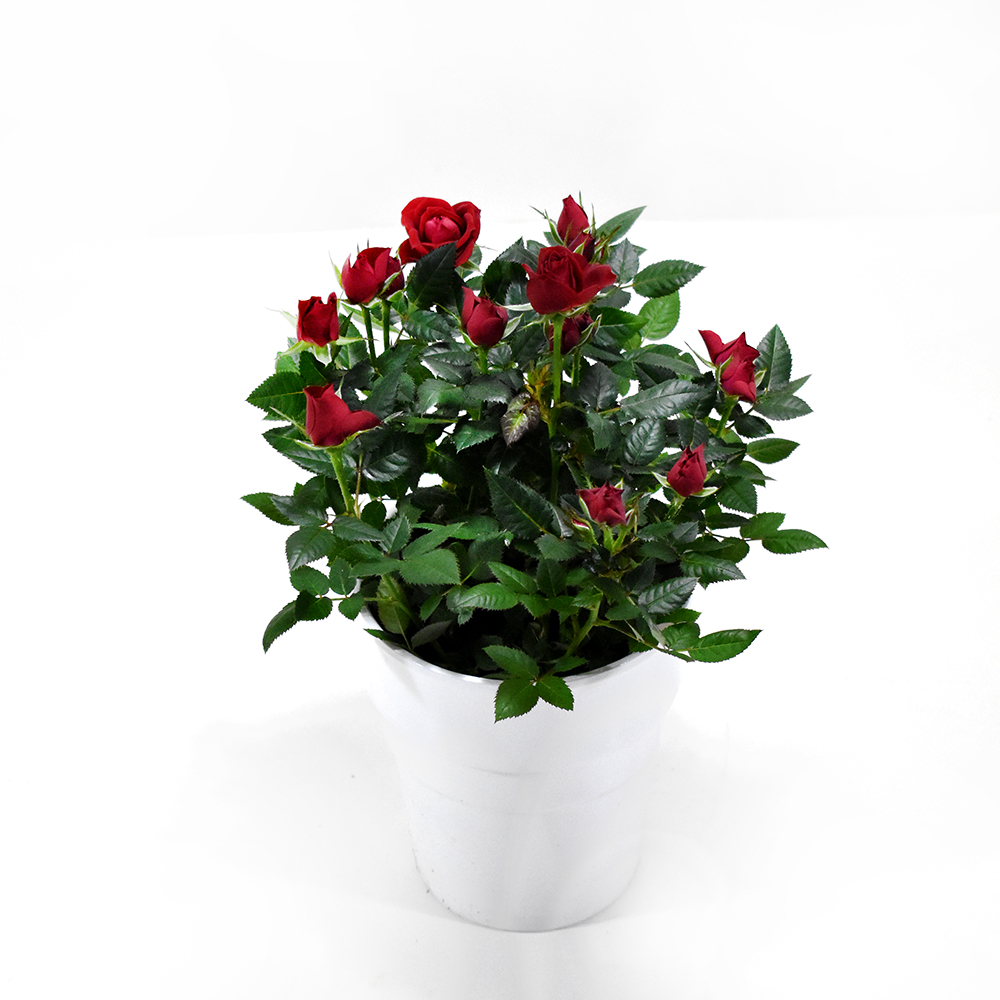 Red rose plant Send Flowers and Gifts, Flower Delivery in Heraklion