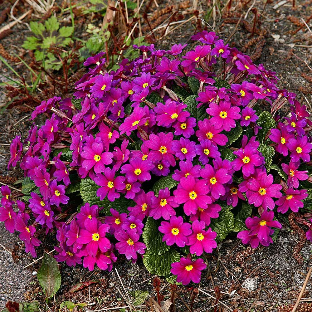 Primula x pruhoniciana “Wanda” Jagorčevina “Wanda” Rasadnik Novi