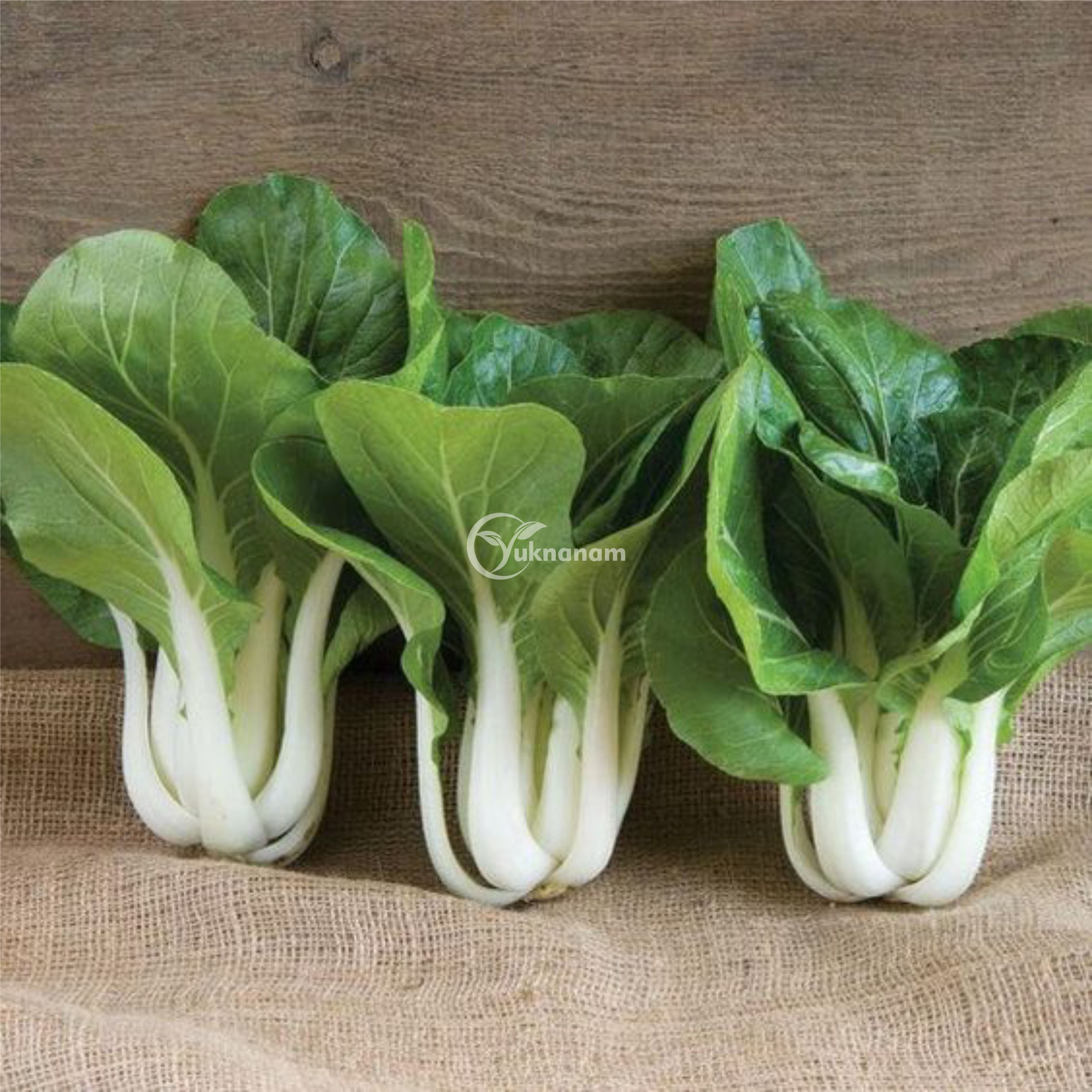 Benih Pak Choi / Pak Coy / Sawi Daging (Pak Choi White Stem) Haira