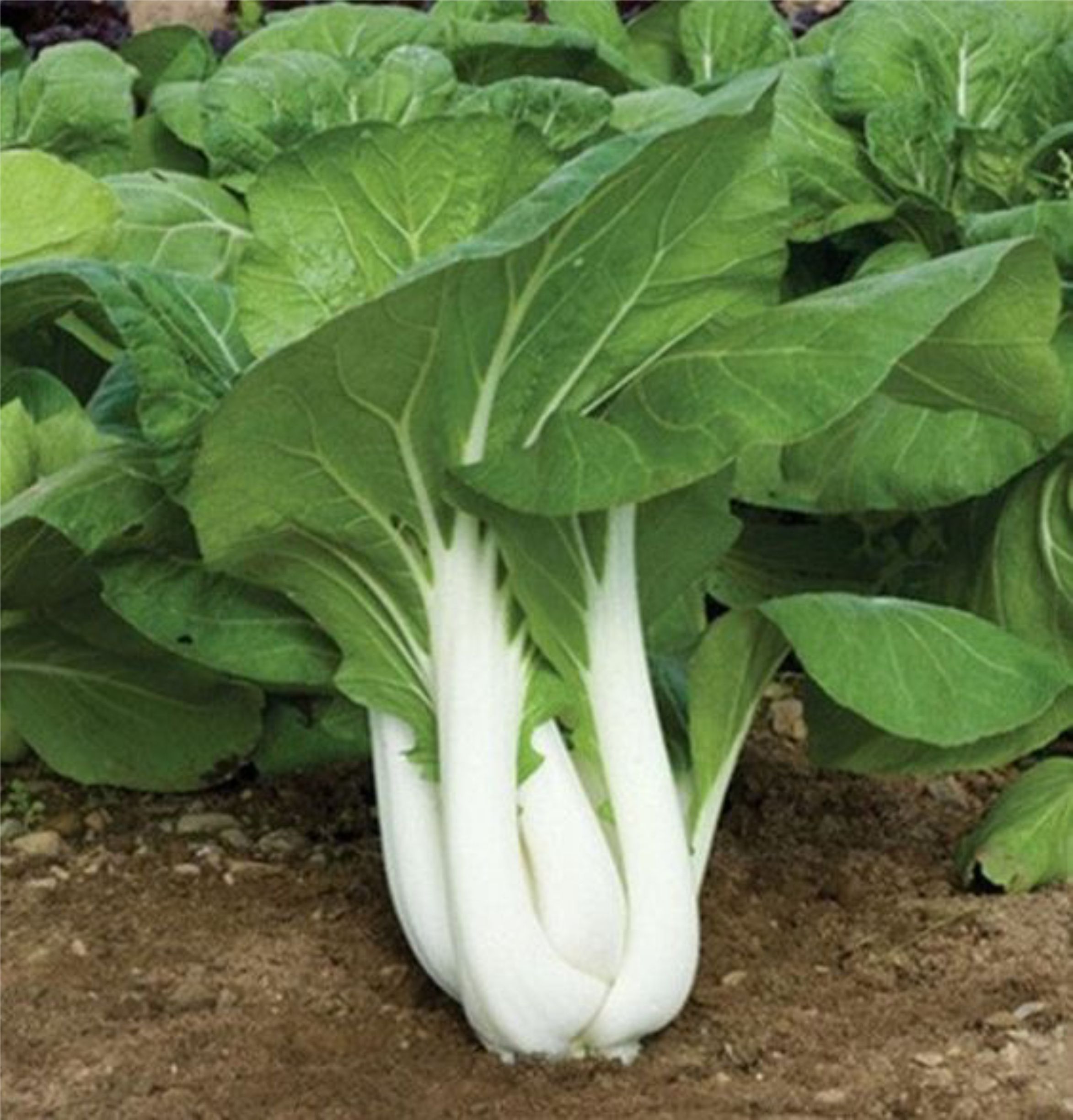 Benih Pak Choi / Pak Coy / Sawi Daging (Pak Choi White Stem) Haira