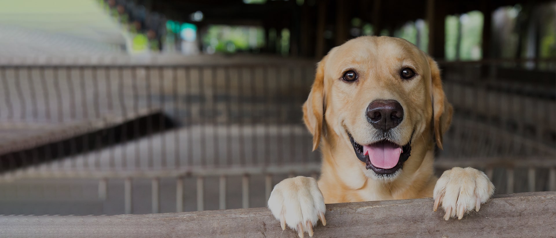 Yummi Pet Products Australian Pet Products Wholesale Pet Products