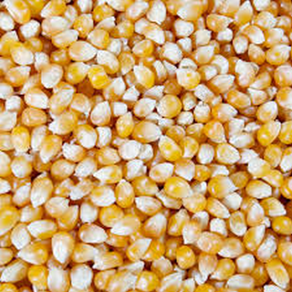 Organic Popping Corn Yummy Nuts Bulk Foods