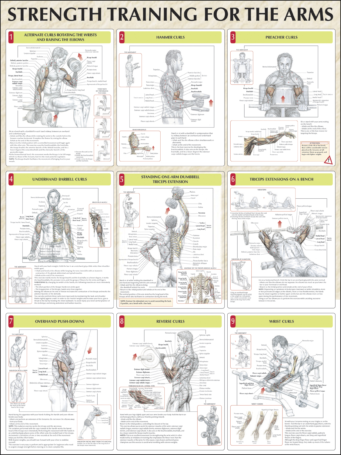 Strength Training For The Arms