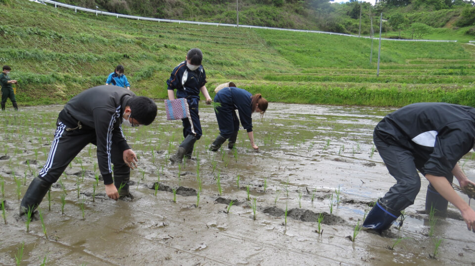今年の田植え体験 農家民宿 遊雲の里