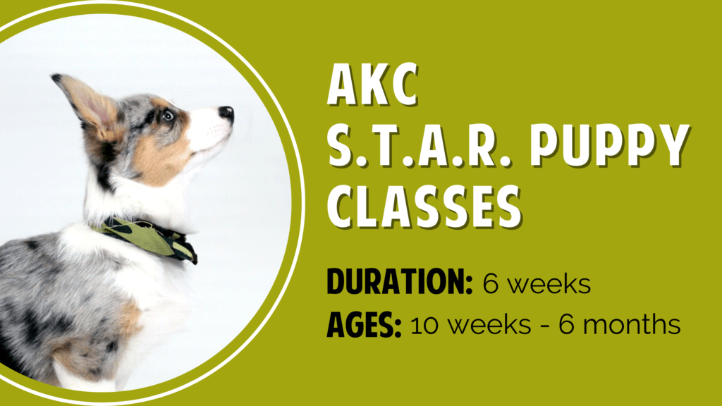FULL! AKC S.T.A.R. Puppy Obedience Classes Yellowstone Valley Animal