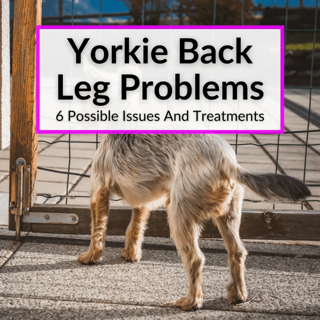 Yorkie Back Leg Problems (6 Possible Issues And Treatments)