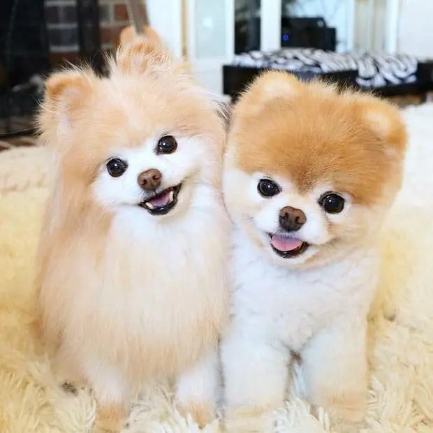 Boo L'histoire du chien le plus mignon au monde