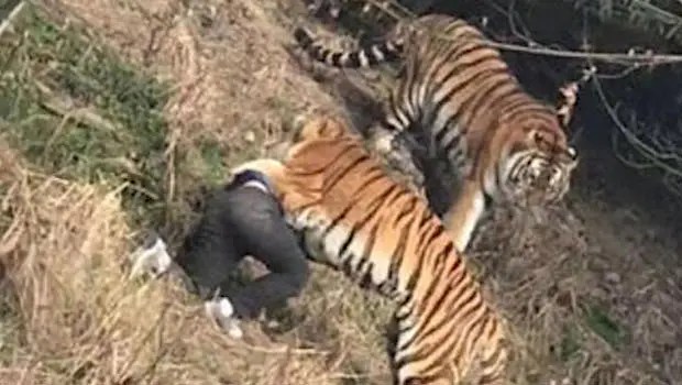 Zoo de Ningbo Un Homme Tué par un Tigre après avoir Tenté d'Entrer