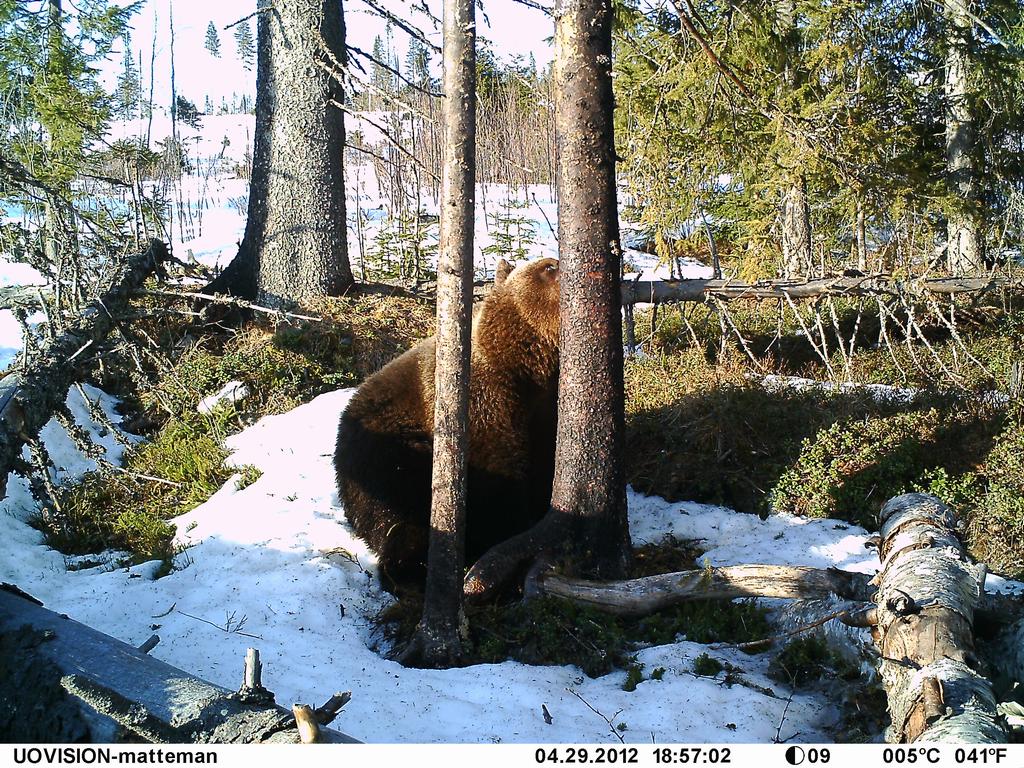 Bear lure, Zaim Bear Cover Scent Lure