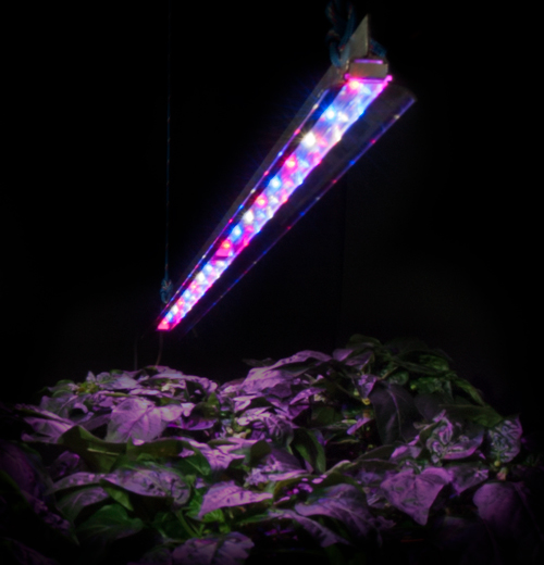 ZLum Pink LED Grow Light Bar ZLum LED Grow Light Bars