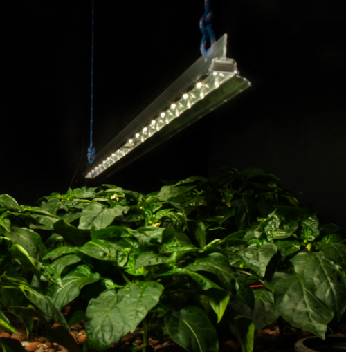 ZLum White LED Grow Light Bar ZLum LED Grow Light Bars