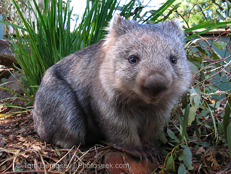 Why you should give a square shit about wombats Zactopia