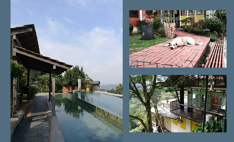 Purrfect 7 PetFriendly Hotels In Malaysia