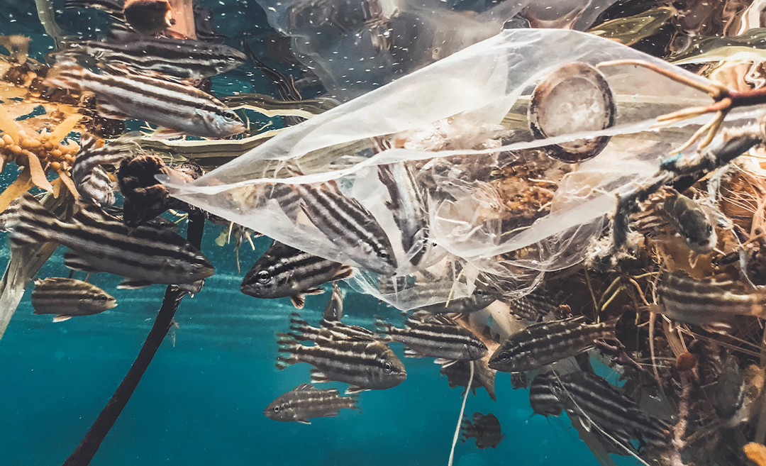 Plastic underwater Zafigo