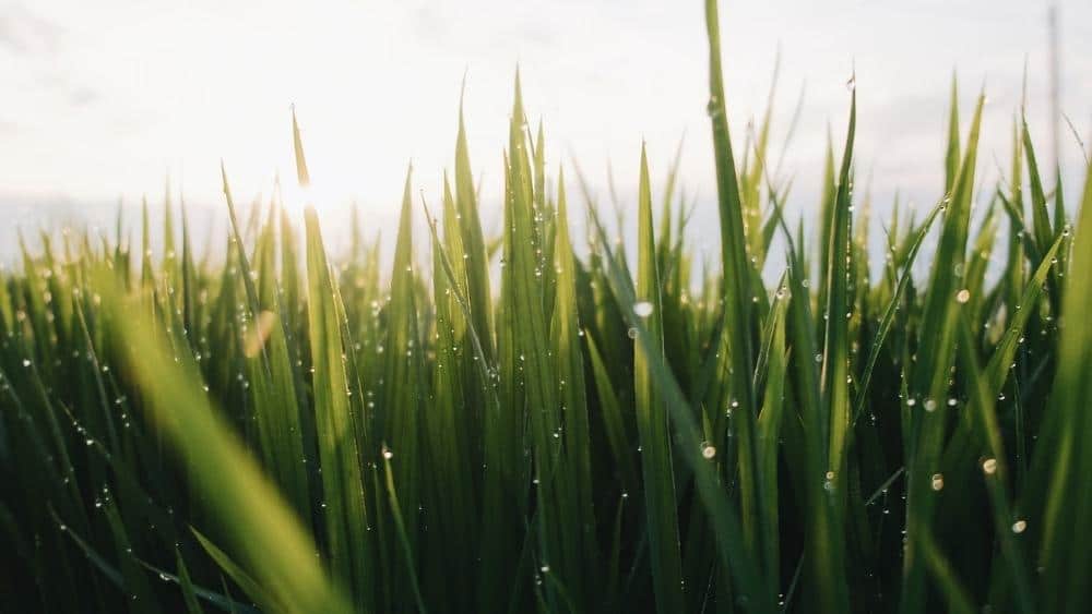 10 Best Procreate Grass Brushes in 2024 for the Perfect Natural Feel