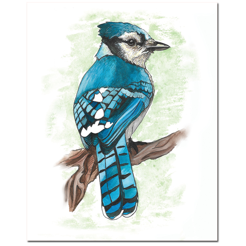Blue Jay Print