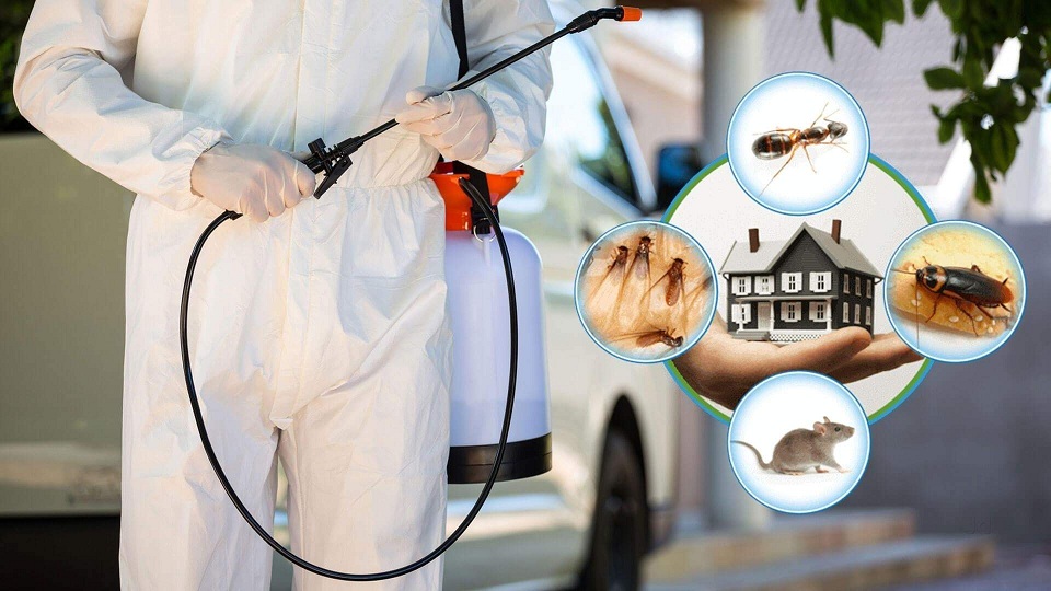 Roach Infestation At Home Spot Signs, Hiring A Pest