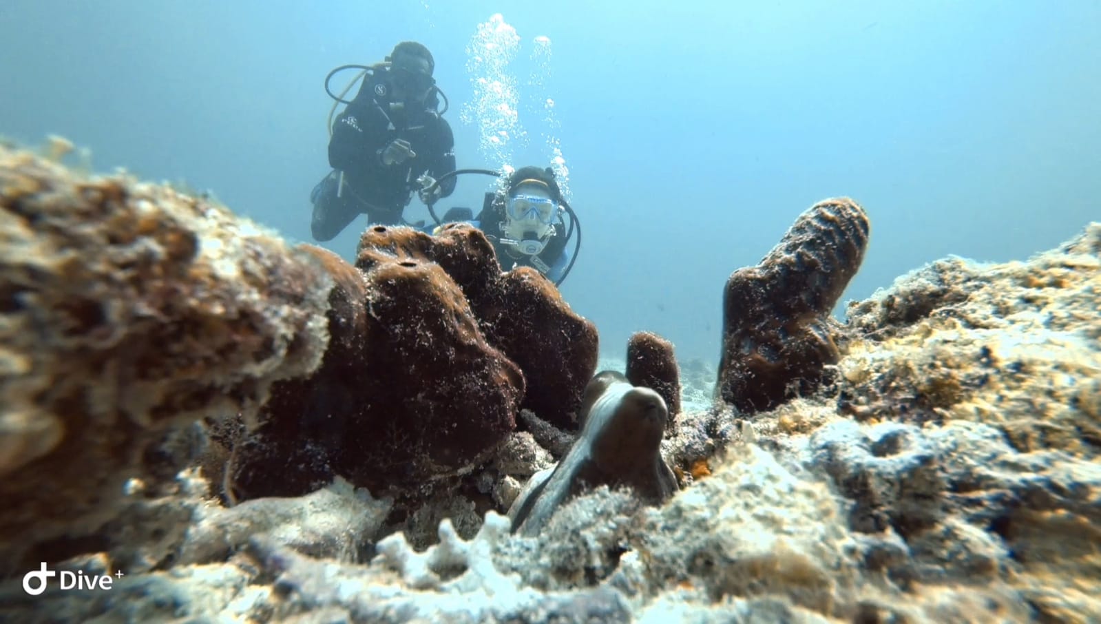 Zanzibar Dive Sites 10 Best Of Dive Sites Zanzibar Dive