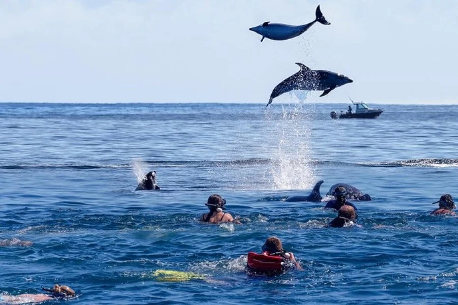 Kizimkazi Dolphins Tour Zanzibar Zanziworld Tours