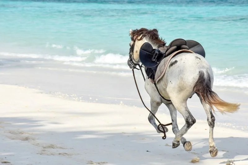 Horse Riding in Zanzibar Book Now!
