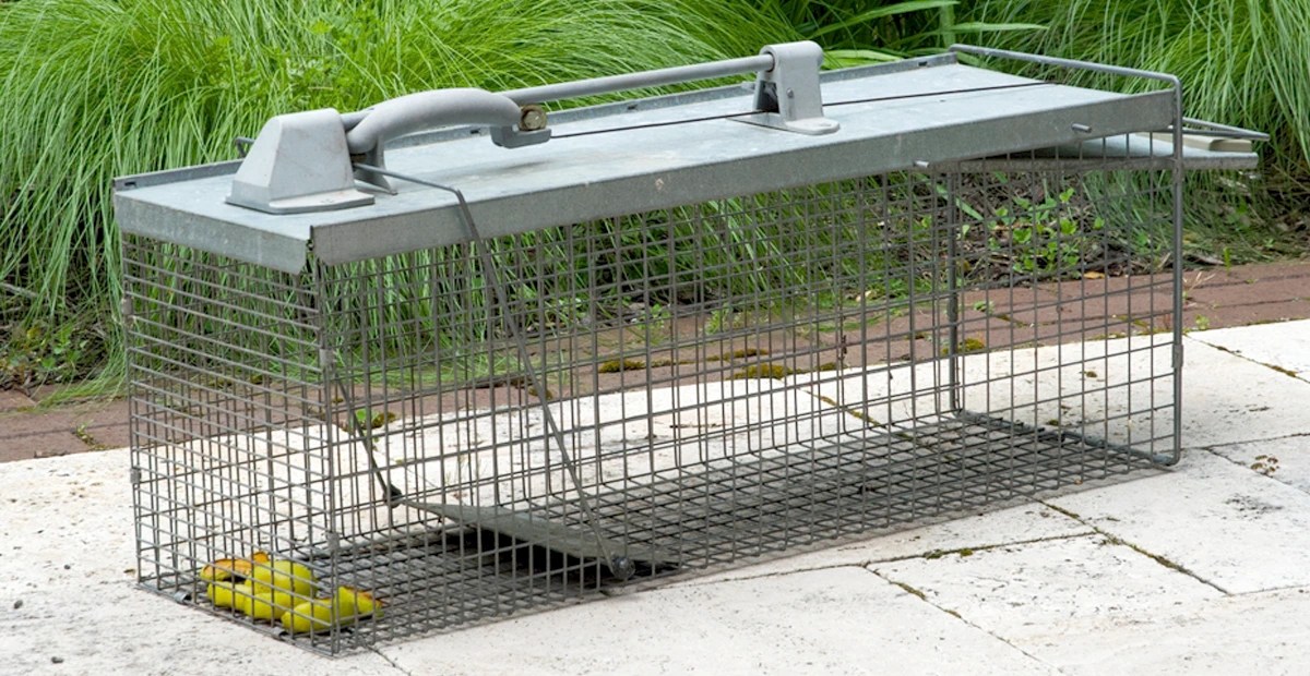 What is Rodent Control? Zap It Pest Control Melbourne