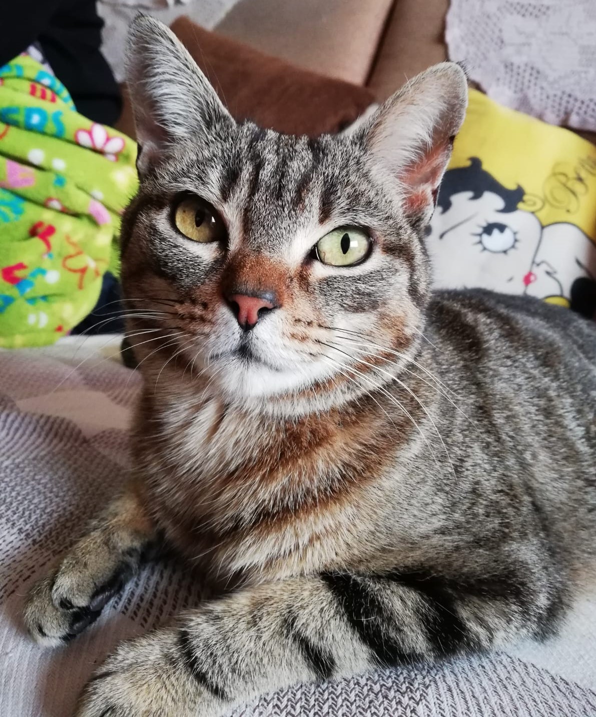 Ellas también buscan hogar… ZARAGATOS. Gatos en adopción, Zaragoza