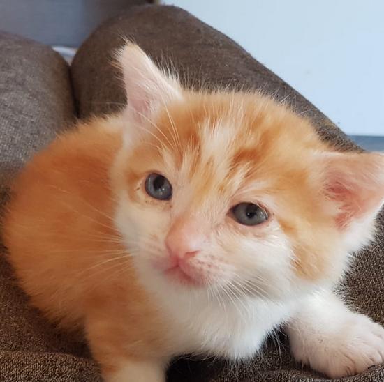 Solo nos quedó uno…. ZARAGATOS. Gatos en adopción, Zaragoza