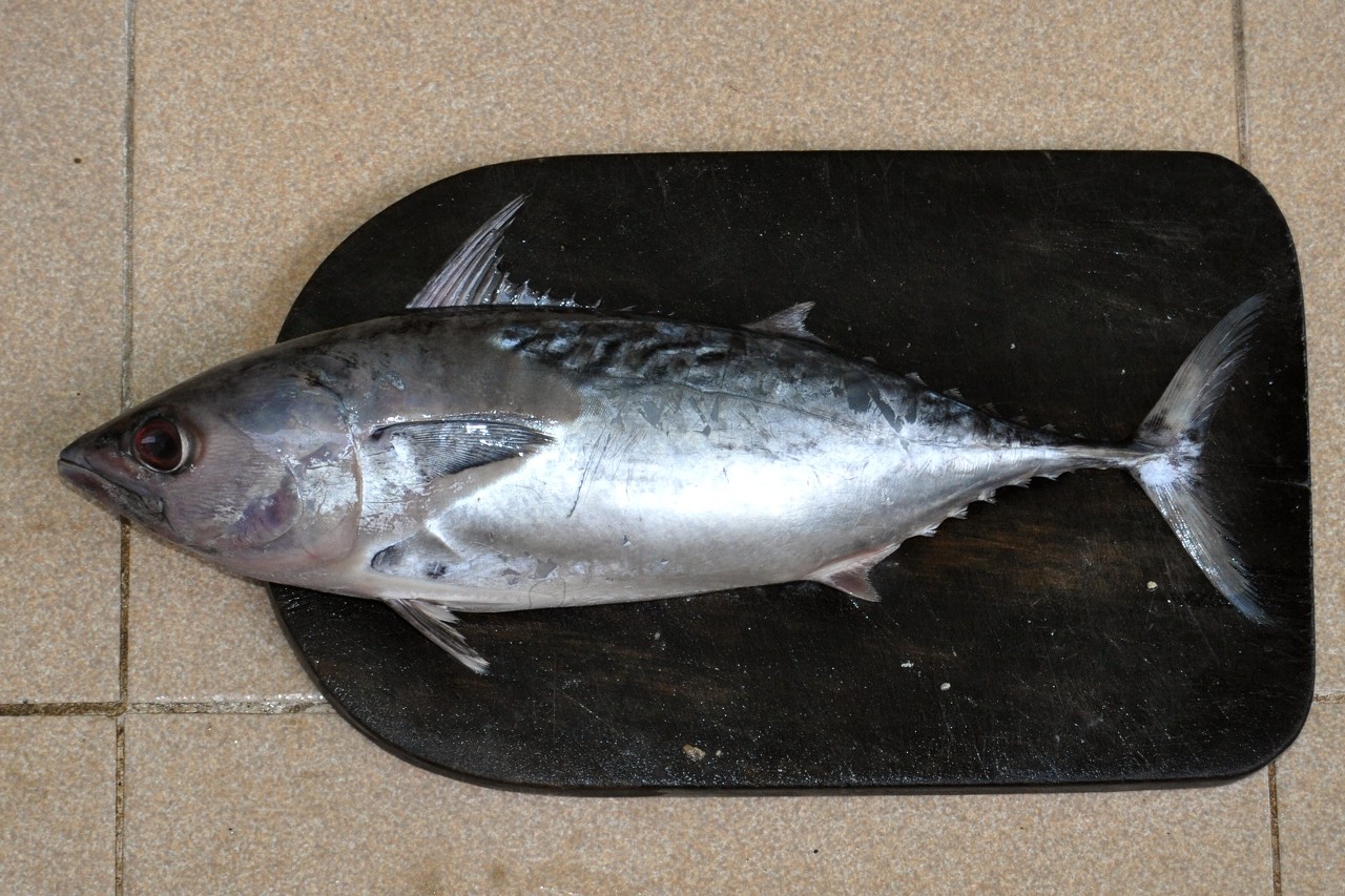 全ての魚は脂が少ないと同じ味に感じる 雑学ネタ帳