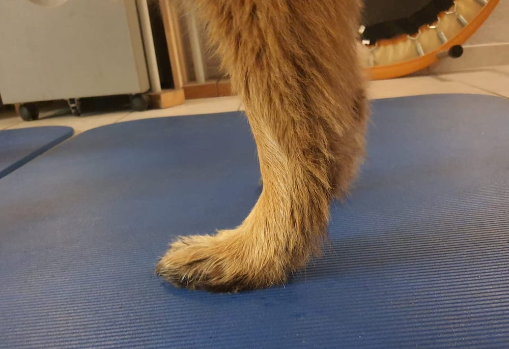 Durchtrittigkeit beim Hund Zauberhunde