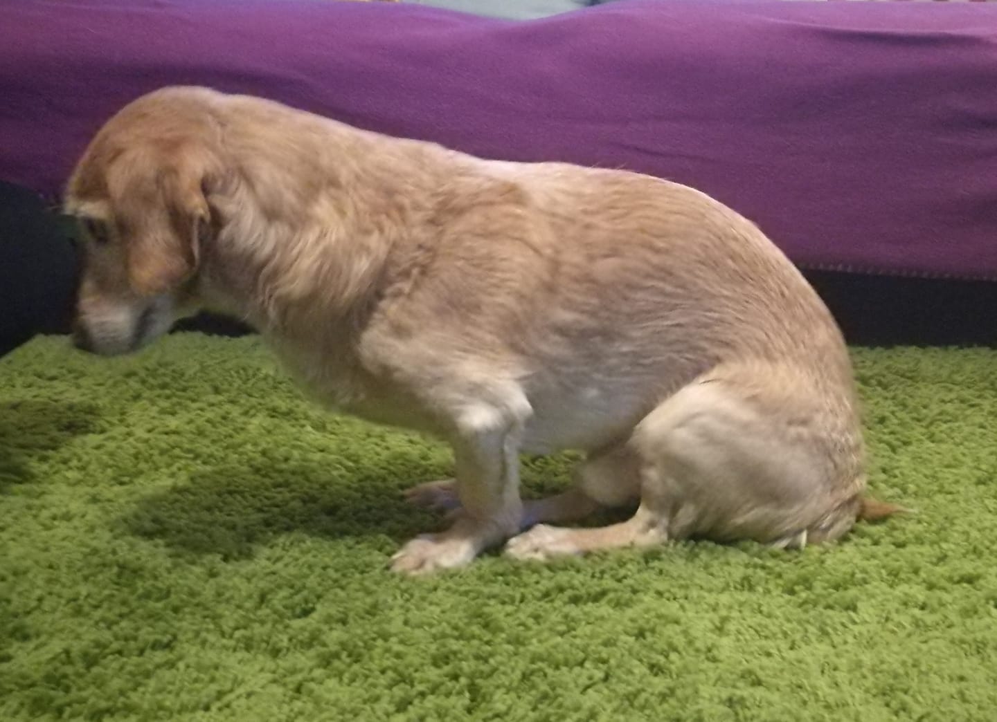 Durchtrittigkeit beim Hund Zauberhunde