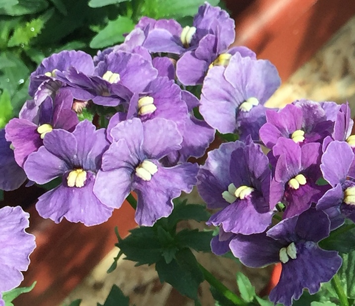 Завод ФЛОРА Вегетативные черенки цветов в Кемерово Немезия Nesia Denim (0,2л)