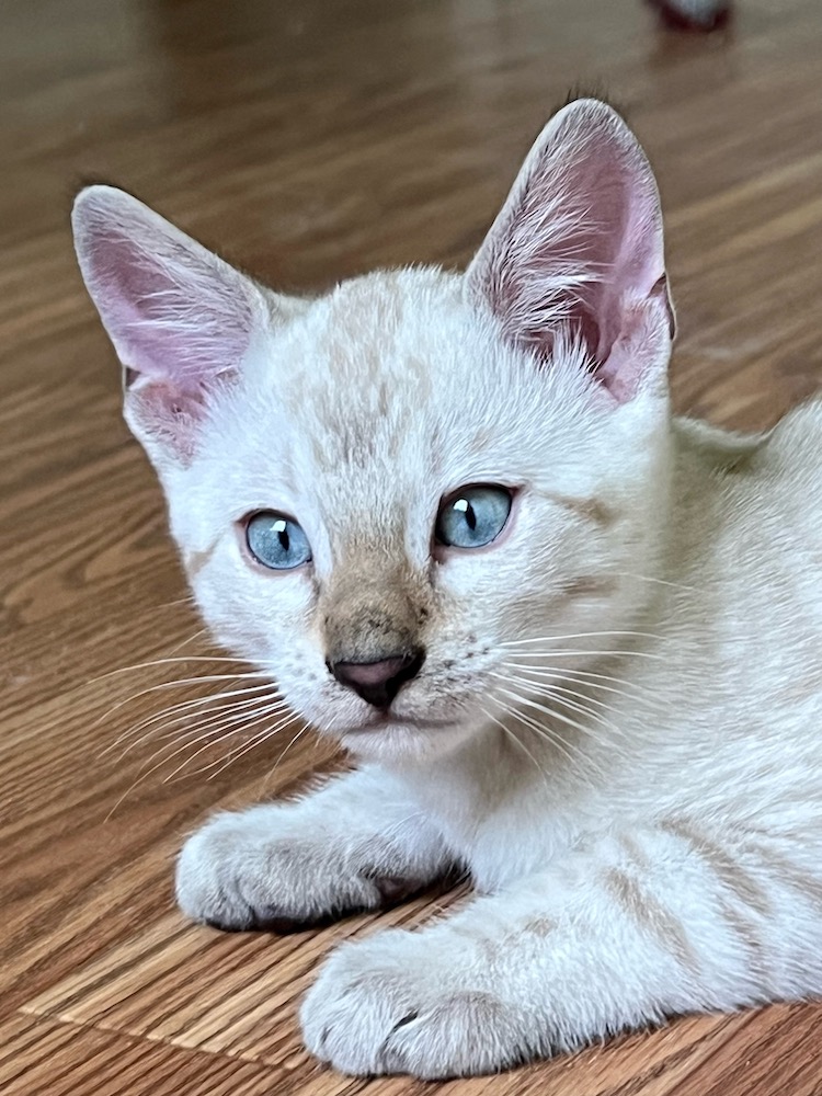 Bengal Kittens for Sale Florida Zawieco Bengals